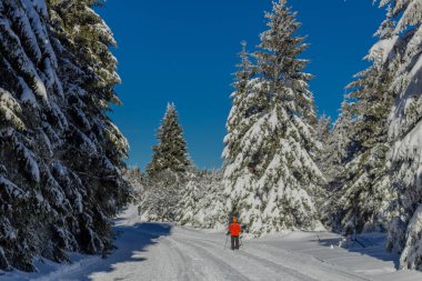 kış güneş ışığı ile Thuringian Forest büyüye