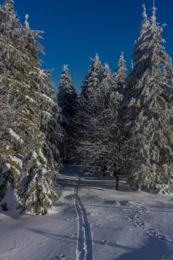 kış güneş ışığı ile Thuringian Forest büyüye