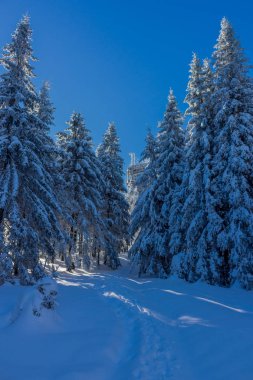 kış güneş ışığı ile Thuringian Forest büyüye