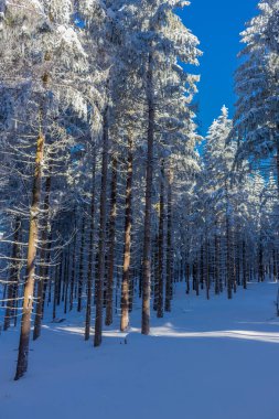kış güneş ışığı ile Thuringian Forest büyüye