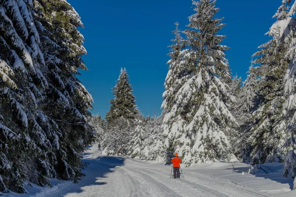 kış güneş ışığı ile Thuringian Forest büyüye
