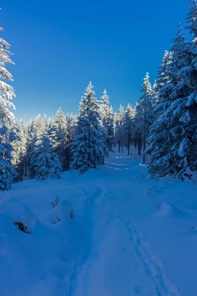 winter magic in the Thuringian Forest with sunshine