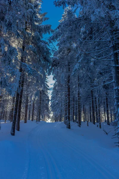 Magia Invierno Bosque Turingia Con Sol — Foto de Stock