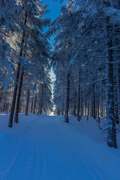 Χειμερινή Μαγεία Στη Θουριγγίας Δάσος Ηλιοφάνεια — Φωτογραφία Αρχείου