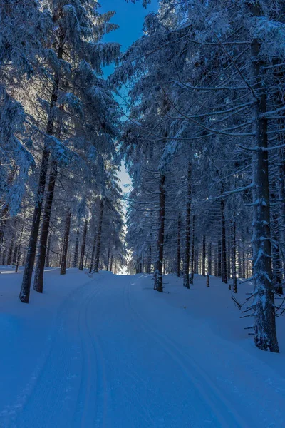 Magia Invierno Bosque Turingia Con Sol — Foto de Stock