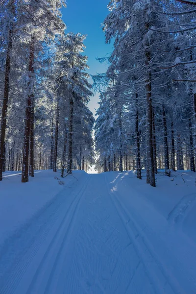 Magia Invierno Bosque Turingia Con Sol — Foto de Stock