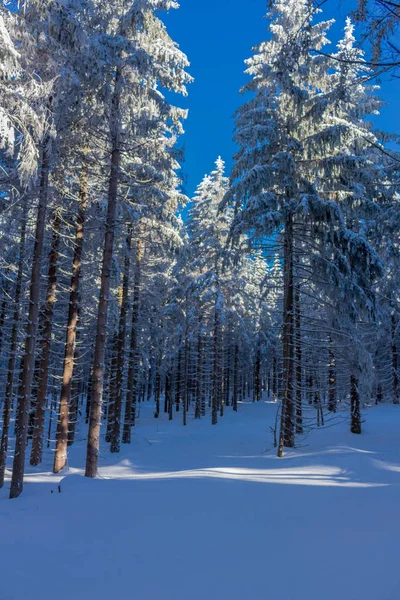 Téli Varázs Türingiai Erdőben Napsütés — Stock Fotó