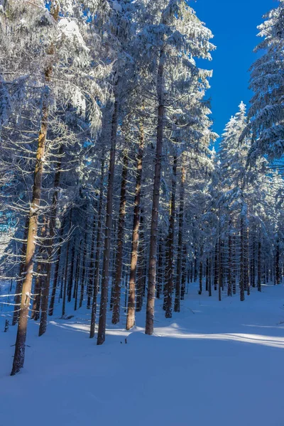 kış güneş ışığı ile Thuringian Forest büyüye