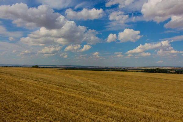 Dia Verão Thuringian Hainich — Fotografia de Stock