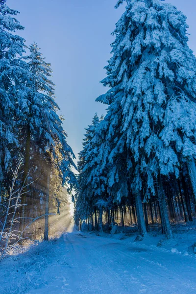 Winterliches Treiben Rennsteig — Stockfoto