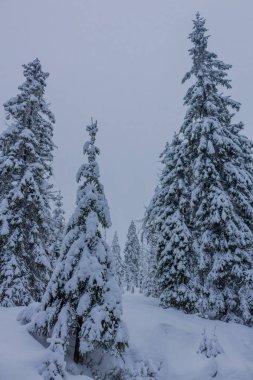 yolda kış manzara ile güzel harz içinde