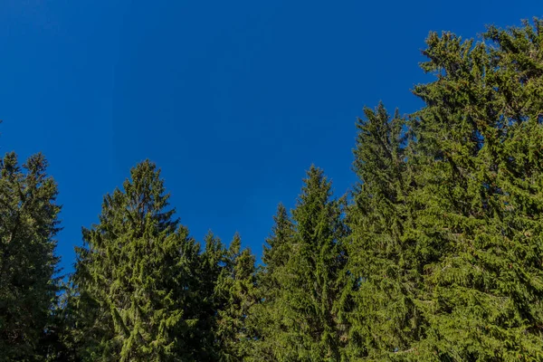 Leg Eerste Zonnestralen Rond Rennsteig Vast Geniet Tegelijkertijd Van Prachtige — Stockfoto