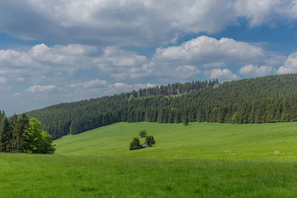 Frühlingserwachen Rennsteig Bei Schönstem Sonnenschein — Stockfoto