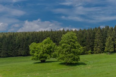 Rennsteig boyunca en güzel gün ışığında bahar benzeri bir uyanış.