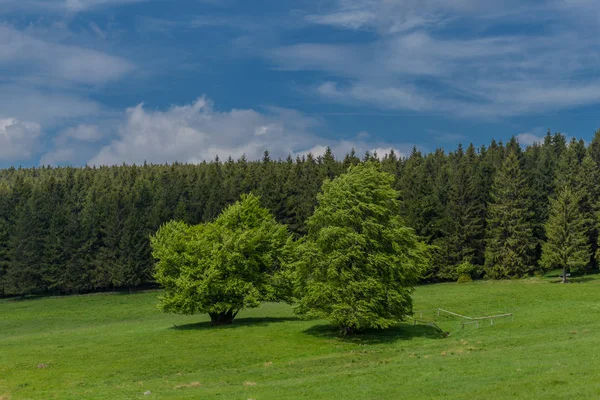 Springlike Przebudzenie Wzdłuż Rennsteig Najpiękniejszym Słońcu — Zdjęcie stockowe