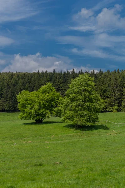 Springlike Αφύπνιση Κατά Μήκος Της Rennsteig Στην Πιο Όμορφη Ηλιοφάνεια — Φωτογραφία Αρχείου