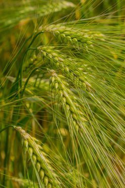 bir tahıl alanında yaz duyguları