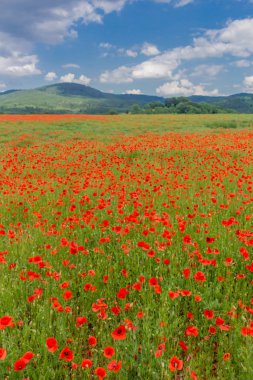 Güzel Werratal bir haşhaş alanında Summery duygular. Thuringia
