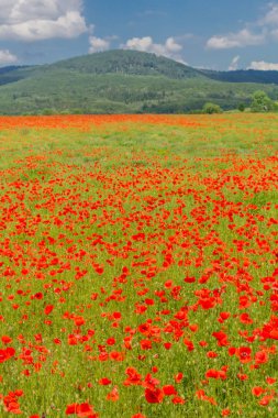 Güzel Werratal bir haşhaş alanında Summery duygular. Thuringia