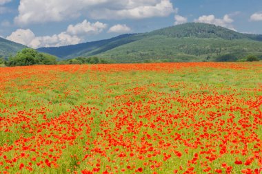 Güzel Werratal bir haşhaş alanında Summery duygular. Thuringia