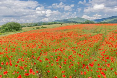 Güzel Werratal bir haşhaş alanında Summery duygular. Thuringia