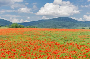 Güzel Werratal bir haşhaş alanında Summery duygular. Thuringia