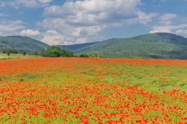 Güzel Werratal bir haşhaş alanında Summery duygular. Thuringia