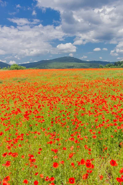 Sommerliche Gefühle Auf Einem Mohnfeld Schönen Werratal Thüringen — Stockfoto