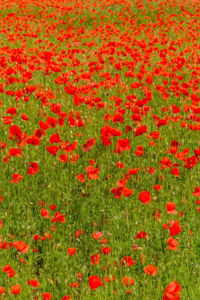 Sentimientos Veraniegos Campo Amapola Hermoso Werratal Turingia — Foto de Stock