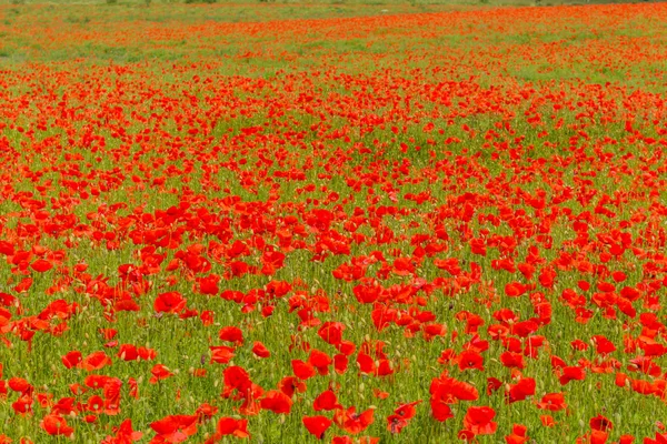 Summery feelings on a poppy field in the beautiful Werratal. Thuringia