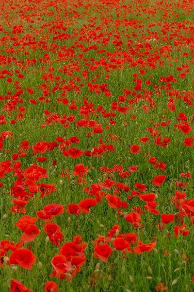 Sensazioni Estive Campo Papaveri Nel Bellissimo Werratal Turingia — Foto Stock