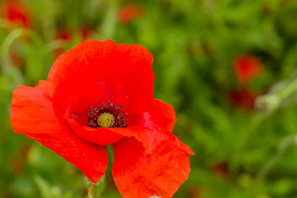 Sentimientos Veraniegos Campo Amapola Hermoso Werratal Turingia — Foto de Stock