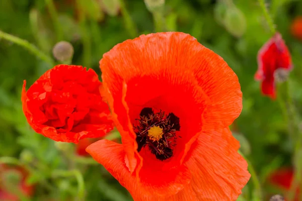 Sentimientos Veraniegos Campo Amapola Hermoso Werratal Turingia — Foto de Stock