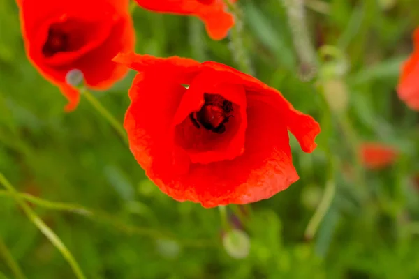 Sentimientos Veraniegos Campo Amapola Hermoso Werratal Turingia — Foto de Stock