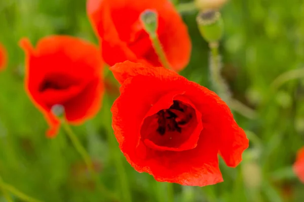 Sentimientos Veraniegos Campo Amapola Hermoso Werratal Turingia — Foto de Stock