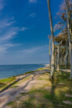 Baltık Denizi kıyısında hayalet ormanda güzel yürüyüş - Nienhagen / Almanya