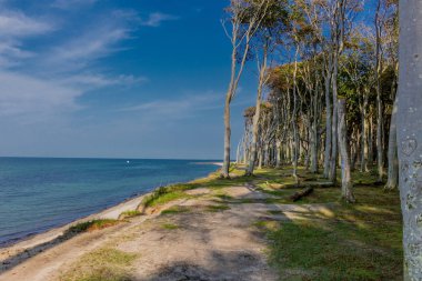 Baltık Denizi kıyısında hayalet ormanda güzel yürüyüş - Nienhagen / Almanya