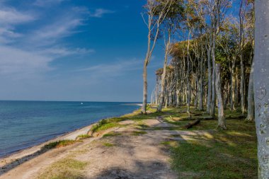 Baltık Denizi kıyısında hayalet ormanda güzel yürüyüş - Nienhagen / Almanya