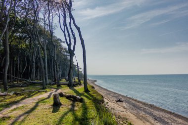 Baltık Denizi kıyısında hayalet ormanda güzel yürüyüş - Nienhagen / Almanya