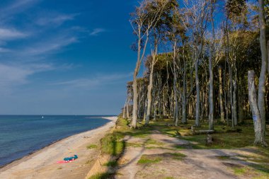 Baltık Denizi kıyısında hayalet ormanda güzel yürüyüş - Nienhagen / Almanya