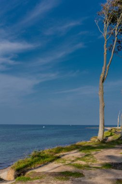 Baltık Denizi kıyısında hayalet ormanda güzel yürüyüş - Nienhagen / Almanya