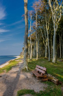 Baltık Denizi kıyısında hayalet ormanda güzel yürüyüş - Nienhagen / Almanya