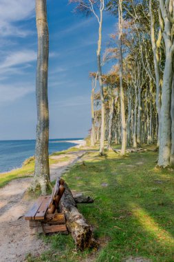 Baltık Denizi kıyısında hayalet ormanda güzel yürüyüş - Nienhagen / Almanya