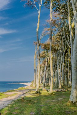 Baltık Denizi kıyısında hayalet ormanda güzel yürüyüş - Nienhagen / Almanya