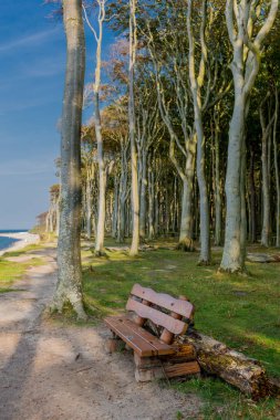 Baltık Denizi kıyısında hayalet ormanda güzel yürüyüş - Nienhagen / Almanya