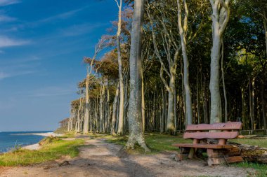 Baltık Denizi kıyısında hayalet ormanda güzel yürüyüş - Nienhagen / Almanya