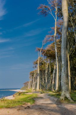 Baltık Denizi kıyısında hayalet ormanda güzel yürüyüş - Nienhagen / Almanya