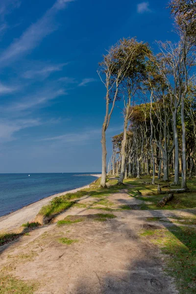 Krásná Procházka Lese Duchů Pobřeží Baltského Moře Nienhagen Německo — Stock fotografie