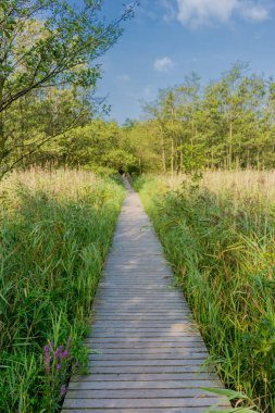 Baltık Denizi kıyısındadarer ormanda güzel yürüyüş - Dar / Almanya