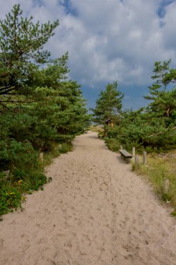 Baltık Denizi kıyısındadarer ormanda güzel yürüyüş - Dar / Almanya
